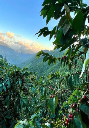 Clydesdale Estate 國寶級牙買加藍山