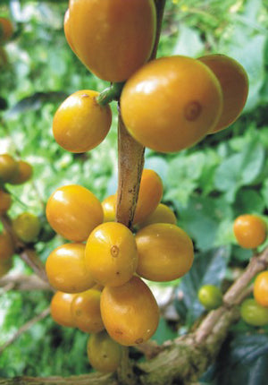 巴西國寶極品San Pedro
