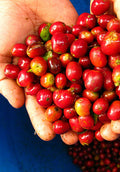 哥斯大黎加紅波旁Finca Carrizal