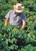 瓜地馬拉安提瓜Finca La Bella